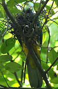 Wompoo Fruit Dove