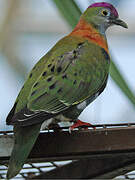 Superb Fruit Dove