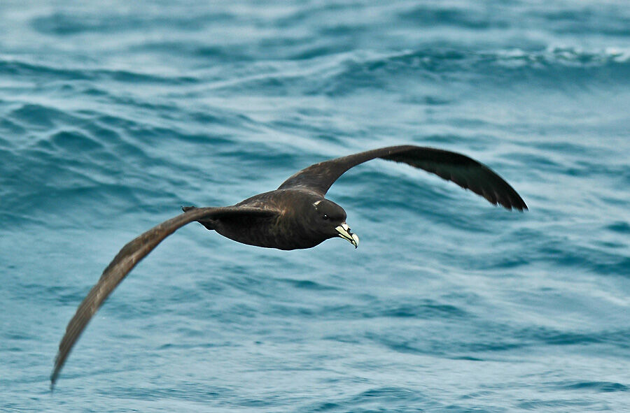 Puffin à menton blanc