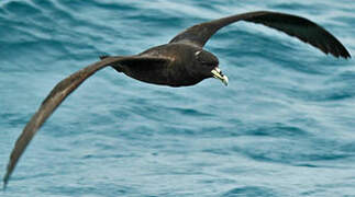 White-chinned Petrel