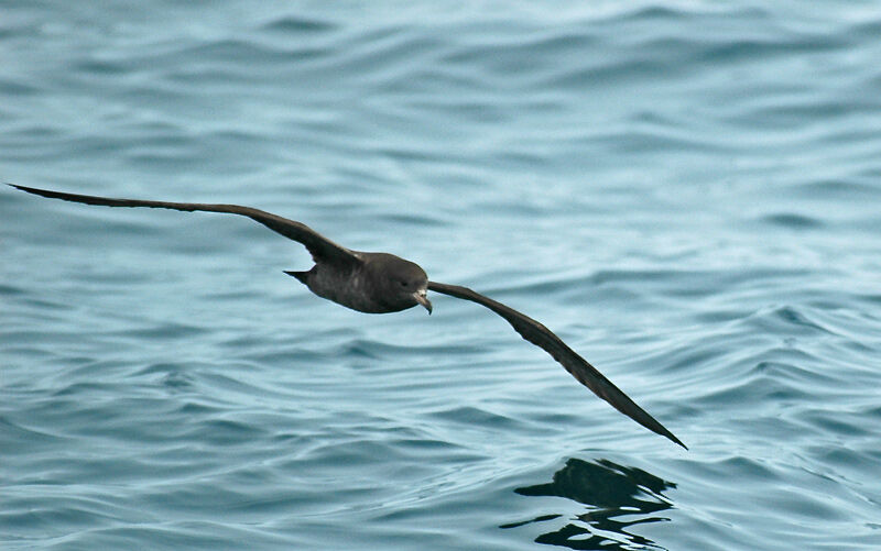 Flesh-footed Shearwater