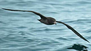 Flesh-footed Shearwater