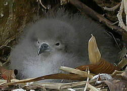 Audubon's Shearwater