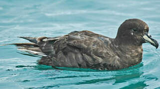 Westland Petrel