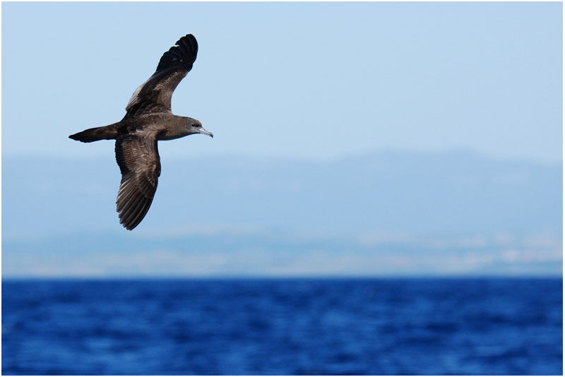 Wedge-tailed Shearwater