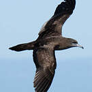 Puffin fouquet