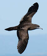 Wedge-tailed Shearwater