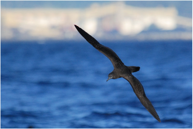 Wedge-tailed Shearwateradult