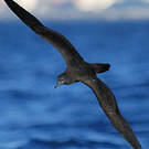 Puffin fouquet