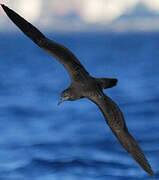 Wedge-tailed Shearwater