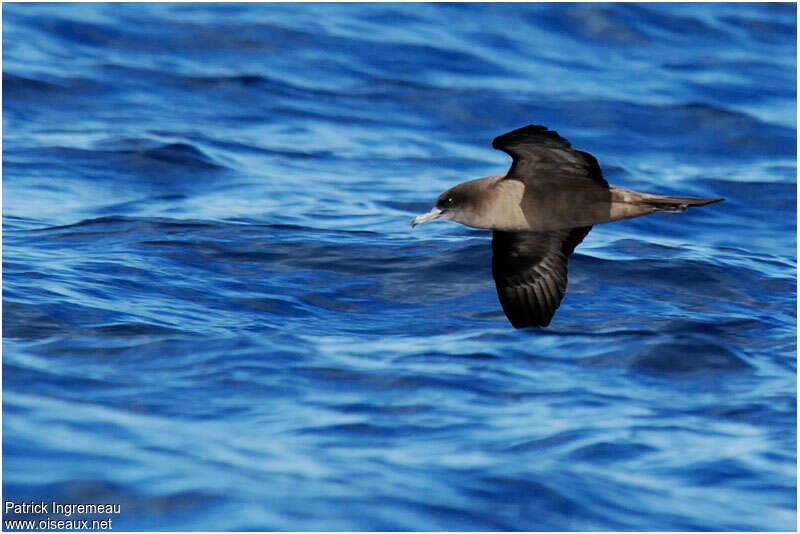 Puffin fouquetadulte, identification