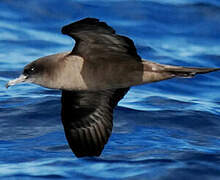 Wedge-tailed Shearwater