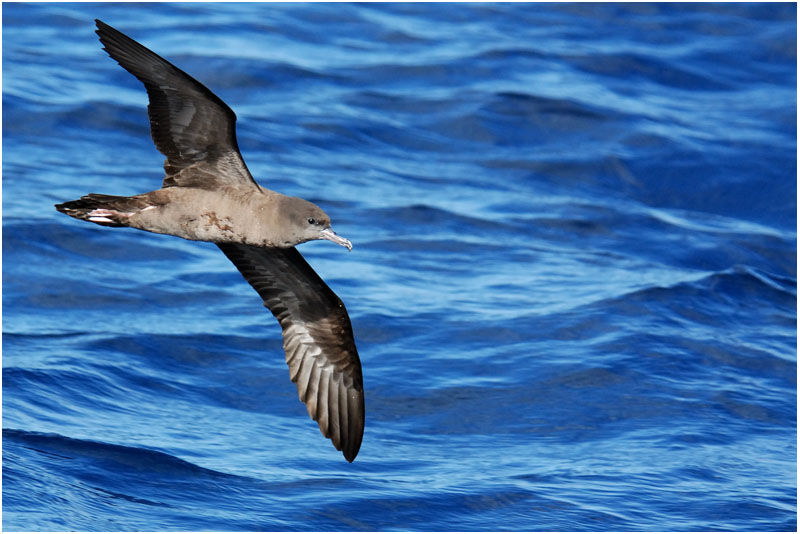 Wedge-tailed Shearwater