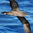 Puffin fouquet