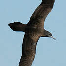 Puffin fouquet