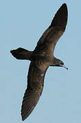 Wedge-tailed Shearwater