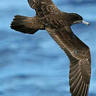 Puffin fouquet