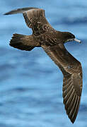 Wedge-tailed Shearwater