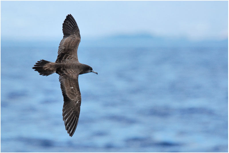 Wedge-tailed Shearwater