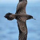 Puffin fouquet