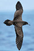 Wedge-tailed Shearwater