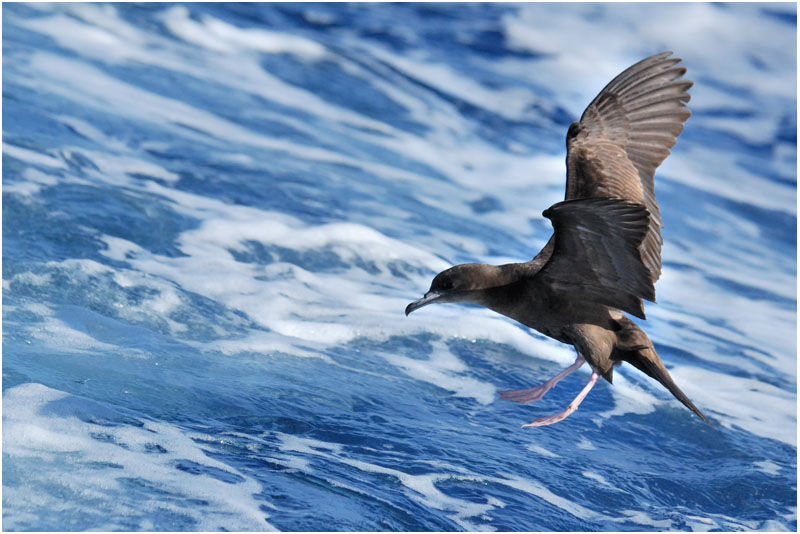 Wedge-tailed Shearwater