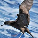 Puffin fouquet