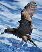 Wedge-tailed Shearwater