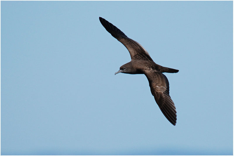 Wedge-tailed Shearwater