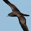 Puffin fouquet