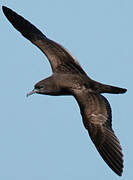 Wedge-tailed Shearwater