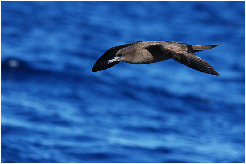 Wedge-tailed Shearwater