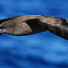 Puffin fouquet