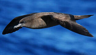 Wedge-tailed Shearwater