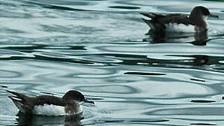 Fluttering Shearwater