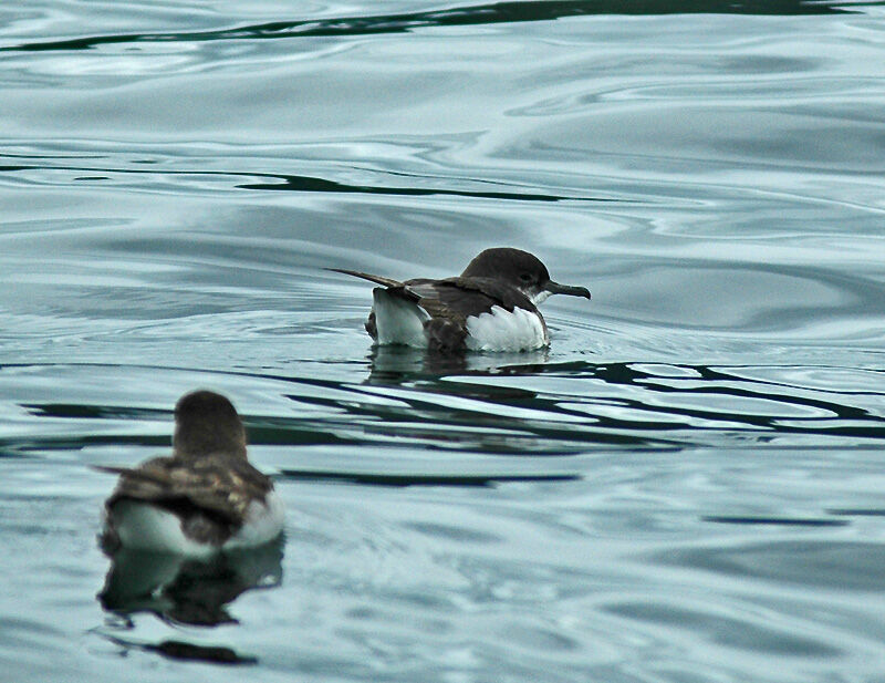 Fluttering Shearwater