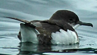 Fluttering Shearwater