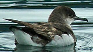 Fluttering Shearwater