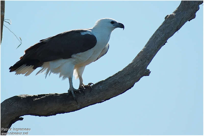 White-bellied Sea Eagleadult, identification