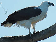 White-bellied Sea Eagle