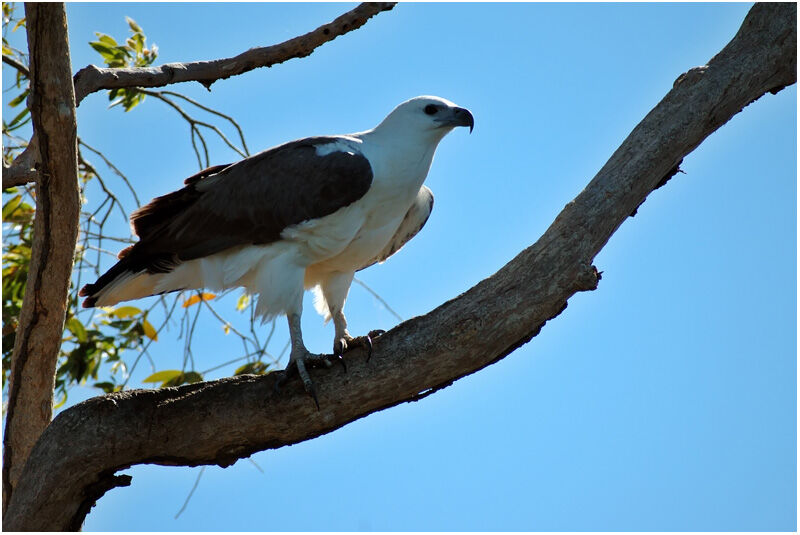 White-bellied Sea Eagleadult