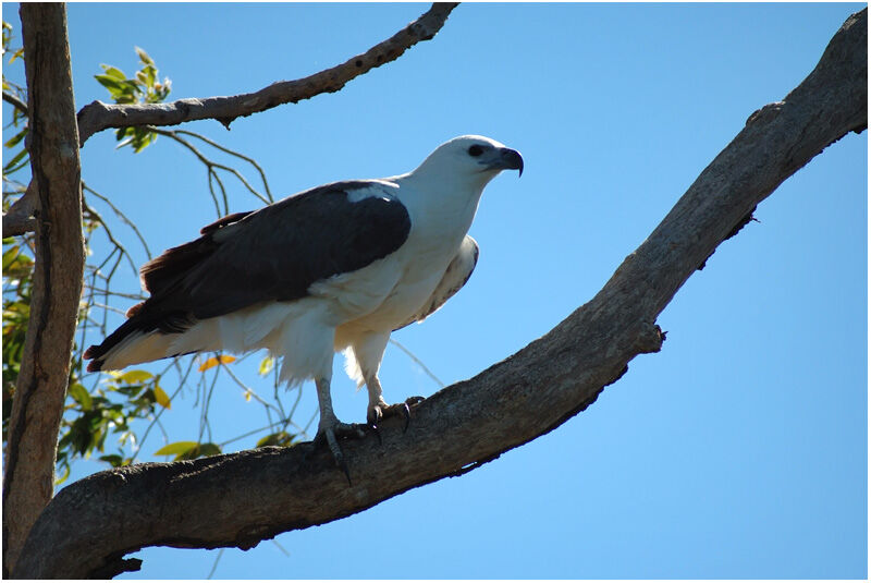 White-bellied Sea Eagleadult