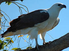 White-bellied Sea Eagle