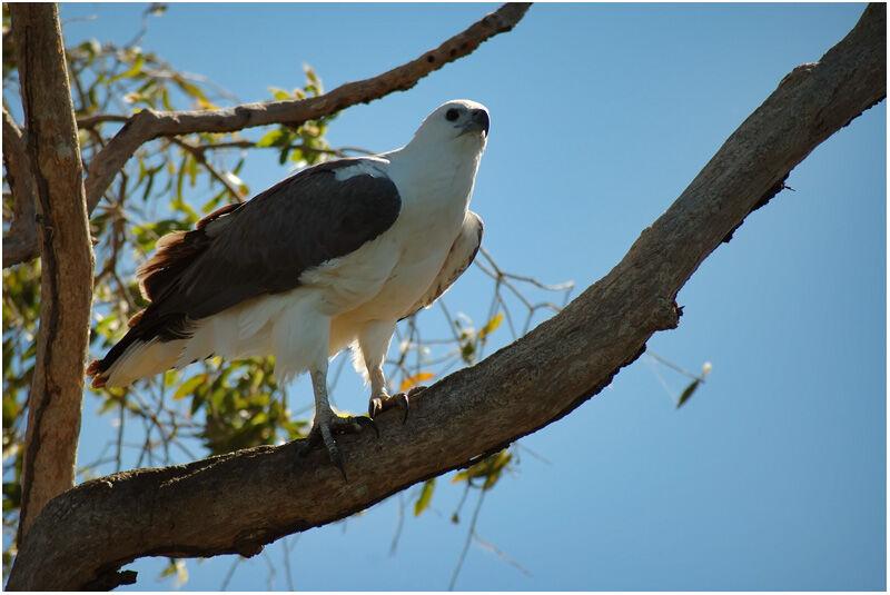 White-bellied Sea Eagleadult