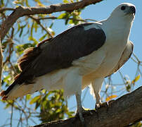 White-bellied Sea Eagle