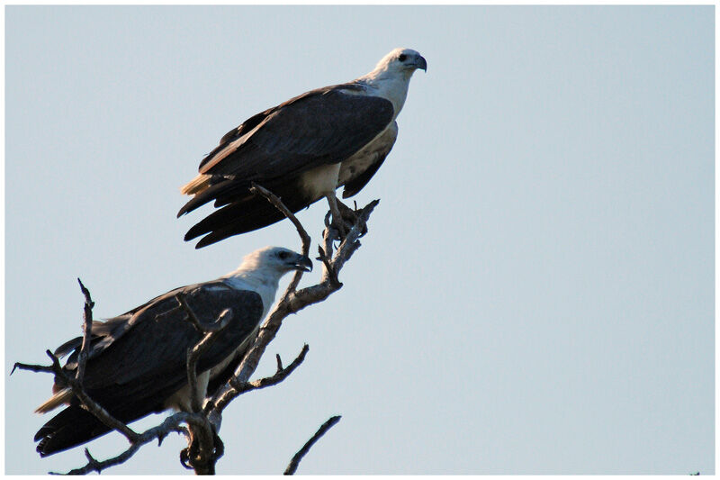 White-bellied Sea Eagle adult