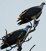 White-bellied Sea Eagle