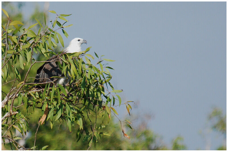 White-bellied Sea Eagleadult