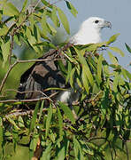 White-bellied Sea Eagle