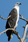 White-bellied Sea Eagle